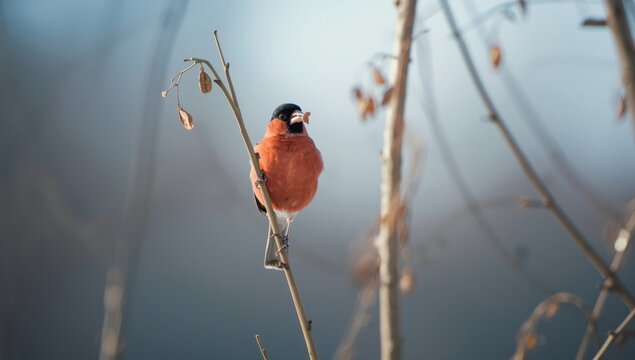 Eurasian bullfinch feeding on dry maple seeds on a branch during a sunny winter evening, avian feeding activity - Powered by Adobe
