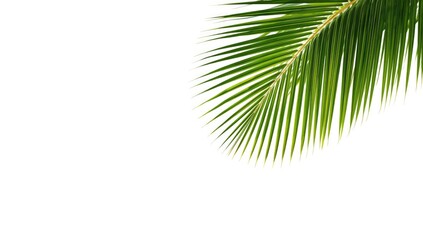 Obraz premium Tropical palm and coconut leaves with lush green foliage, ideal for nature-themed design backdrops