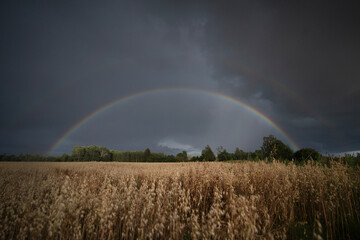 rainbow over field