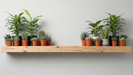 Plant collection on wooden shelf isolated on white background