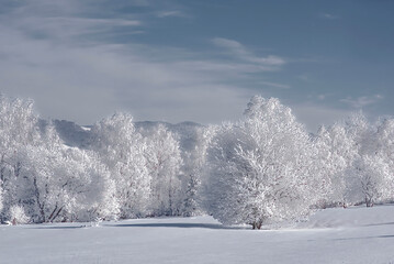 snow covered trees