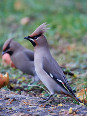 Bohemian waxwing (Bombycilla garrulus)