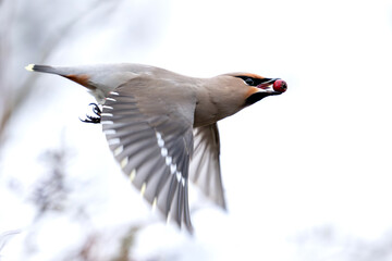 Bohemian waxwing (Bombycilla garrulus)