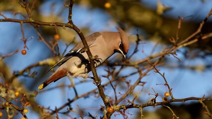 Bohemian waxwing (Bombycilla garrulus)