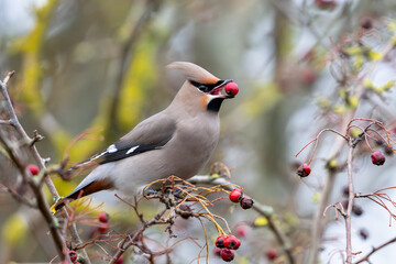 Bohemian waxwing (Bombycilla garrulus)