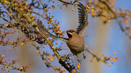Bohemian waxwing (Bombycilla garrulus)
