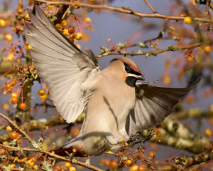 Bohemian waxwing (Bombycilla garrulus)