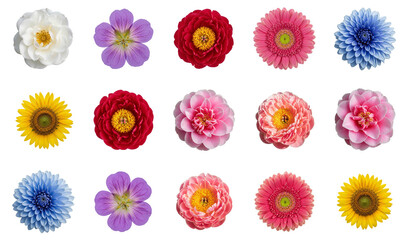 Vibrant flower collection in various colors and styles