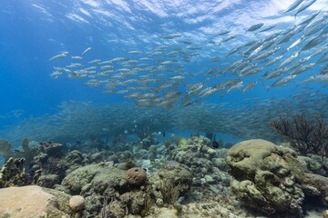 Bigeye Scad Selar crumenophthalmus  baitball 