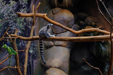 Obraz premium Lêmure-de-Cauda-Anelada em Tronco de Árvore em Ambiente Natural / Ring-Tailed Lemur on a Tree Branch in Natural Environment 