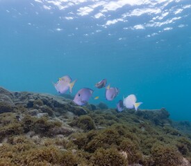 BLUE TANG (Acanthurus coeruleus)