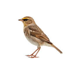 Fototapeta premium Small Brown Bird Stands on Its Legs in a Simple White Background During Daylight