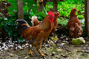Organic free range rooster and chickens in a green garden for wellness and sustainability, natural botanical farm background for eco friendly livestock and mindfulness poultry concept.