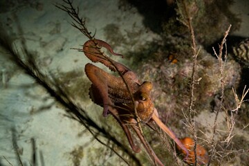 CARIBBEAN REEF OCTOPUS (Octopus briareus)