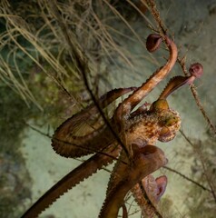 CARIBBEAN REEF OCTOPUS (Octopus briareus)