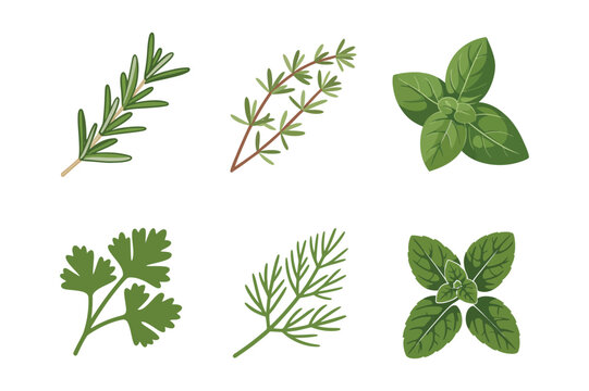 Culinary Herbs Set with Basil Rosemary Thyme and Parsley