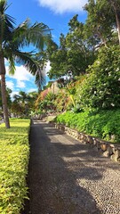 Fototapeta premium Sunny tropical park pathway with palm trees and lush greenery ideal for travel tourism relaxation wellness and outdoor lifestyle concepts