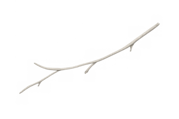 Dry white twig creating natural minimalist decor, isolated element with branches and bare wood, transparent background