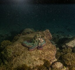 CARIBBEAN REEF OCTOPUS (Octopus briareus)