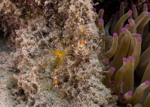 GOLDEN CORAL SHRIMP(Stenopus scutellatus)