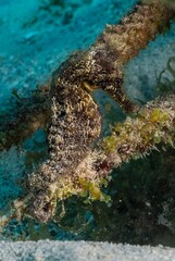 LONGSNOUT SEAHORSE(Hippocampus reidi) 