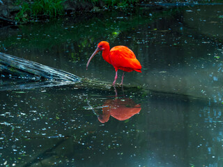 Scarlet ibis over water &ndash; exotic nature with copy space