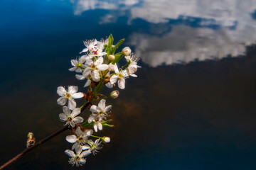 Apple blossom reflects in the lake with clouds and blue sky in the background during a sunny day