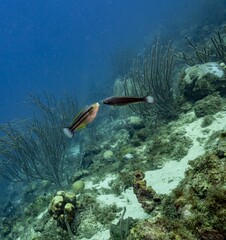 PRINCESS PARROTFISHes (Scarus taeniopterus) dance