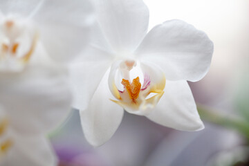 Blossom tender white orchid flowers
