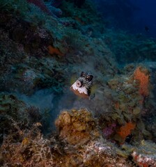 SMOOTH TRUNKFISH (Lactophrys triqueter)