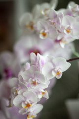 Blossom tender white orchid flowers