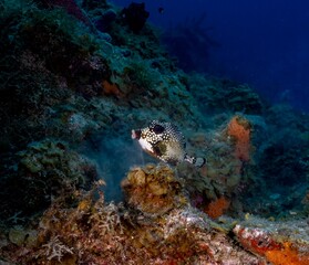 SMOOTH TRUNKFISH (Lactophrys triqueter)