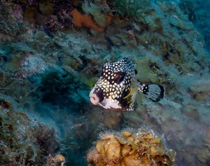 SMOOTH TRUNKFISH (Lactophrys triqueter)