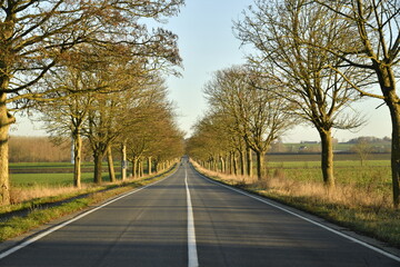 Fototapeta premium Route nationale à deux bandes entre les platanes sous la lumière du coucher de soleil à Ghislenghien (Ath)
