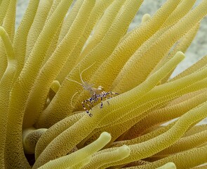 SPOTTED CLEANER SHRIMP(Periclimenes yucatanicus) 