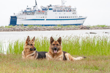 Two German Shepherds