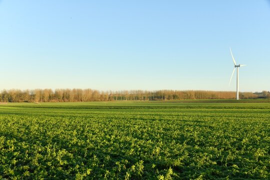 Champ de betteraves pr&egrave;s d'une &eacute;olienne sous la lumi&egrave;re du coucher de soleil &agrave; Ghislenghien (Ath)