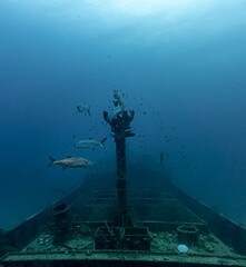 Tarpons (Megalops atlanticus) on Superior Producer