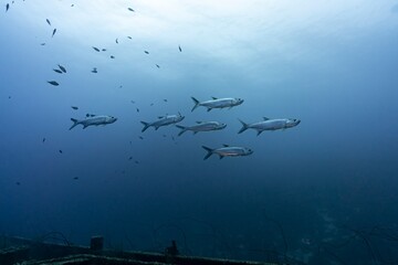 Tarpons