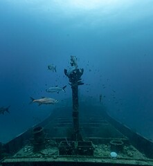 Tarpons (Megalops atlanticus) on Superior Producer