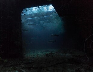 Tarpons (Megalops atlanticus) on Superior Producer