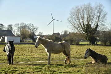 Chevaux se reposant sous le soleil dans une pâture à Ghislenghien (Ath) © Photocolorsteph