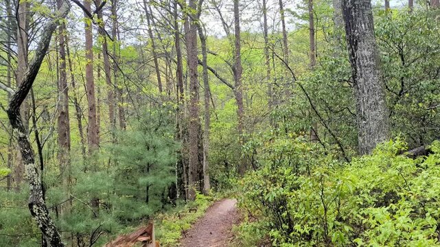 A beautiful rainy and wet spring day in the woods of Northeast of Atlanta in Northern Georgia in the  Chattahoochee-Oconee National Forest. 