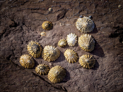 Limpets clinging to natural rock surface in Fraserburgh Scotland
