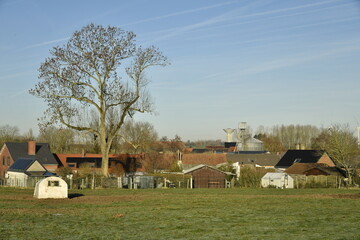 L'arbre majestueux dominant une grande pâture sous un ciel bleu d'hiver à Ghislenghien (Ath)  © Photocolorsteph