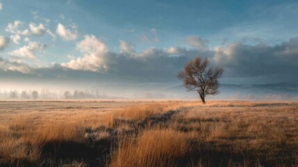 Solitary Tree in Countryside Landscape