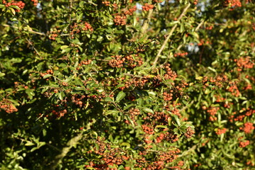 Fototapeta premium Aubépines et ses petits fruits rouges à Ghislenghien (Ath)