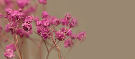 Smoke selective soft focus Dry Gypsophila pink Flower twig. Natural blur light and shadow beige background.