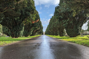 Leafy green tree lined avenue