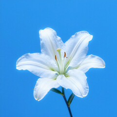White lily glowing with phosphorescent effect on bright blue background